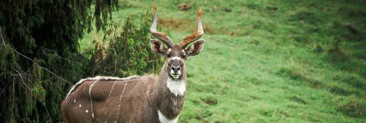 Bale Mountains National Park - Dinsho National Park - Goba
