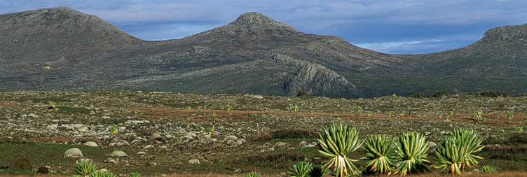 Addis Ababa – Bale Mountains (Dinsho Headquarters)