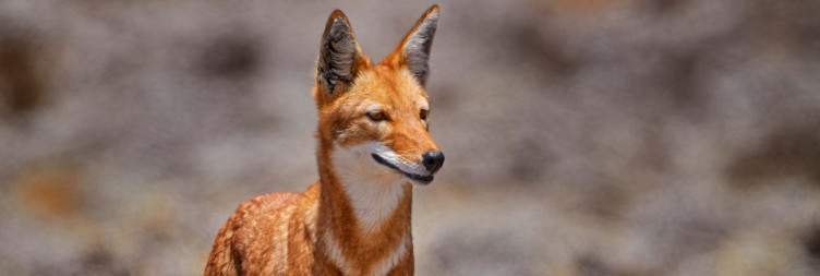 Lake Langano to Bale Mountains Highland Birds and Wildlife
