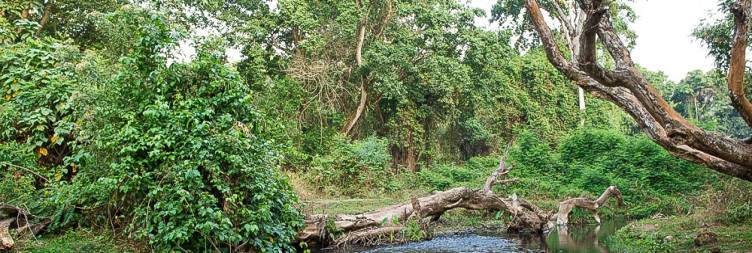 Flight from Addis Ababa to Jimma and Drive to Chebera Churchura Wildlife Safari