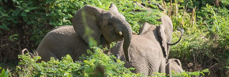 Elephant Tracking and Wildlife Exploration