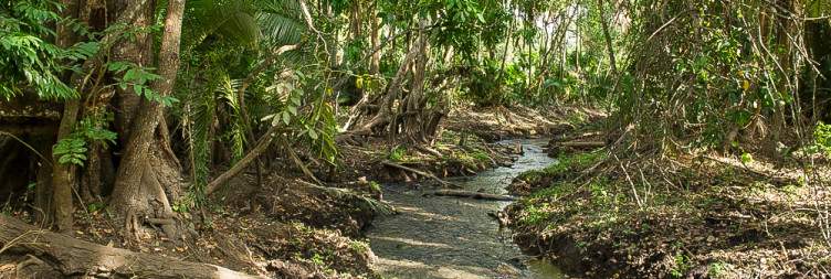 Full-Day Wildlife Safari and Nature Exploration in Chebera Churchura