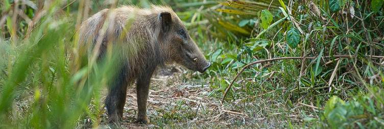 Fly Addis Ababa to Jimma and Transfer to Chebera Churchura National Park
