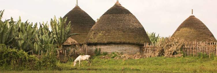 5-Day Community Hiking in Ethiopia's Green Gurage Zone