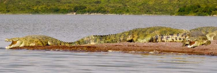 Drive to Arba Minch for Boat Trip on Lake Chamo
