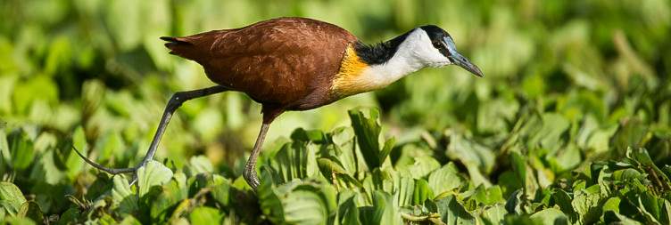 Drive Addis Ababa to Rift Valley Lakes and Debrezit to Ziway