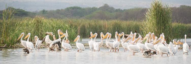 Arba Minch – Forty Springs, Nech Sar Forest Walk & Lake Chamo Wildlife Adventure