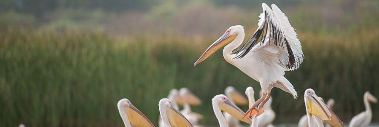 Lake Chamo & Nechisar National Park