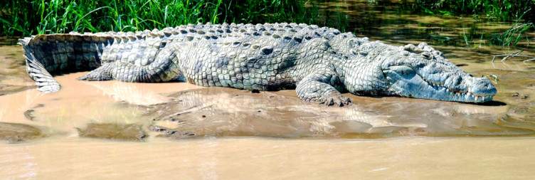 Lake Chamo and Nechisar National Park