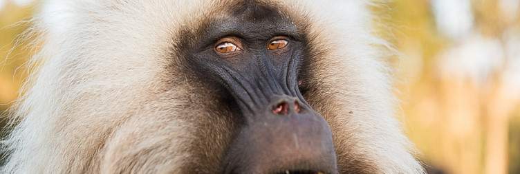 Fly to Gondar & Simien Mountains (Chilada Baboon)