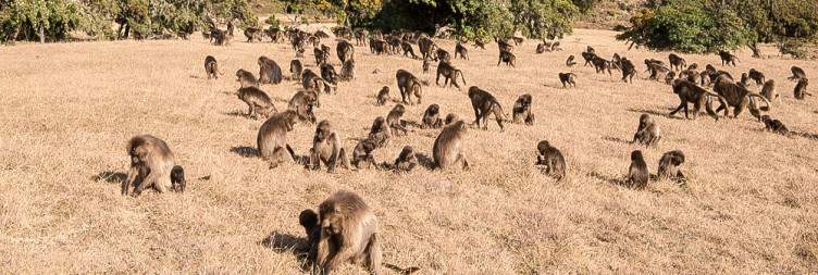 Fly Addis Ababa to Gondar and Transfer to Simien National Park
