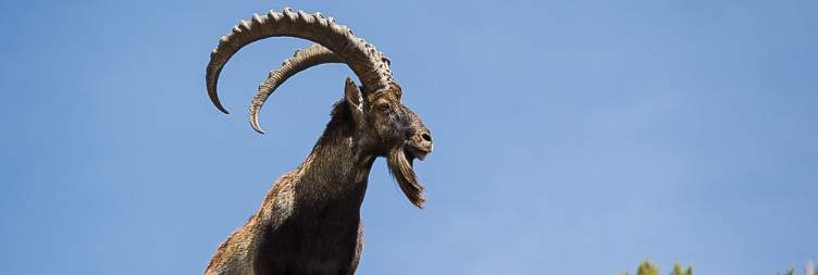 Simien Mountains National Park