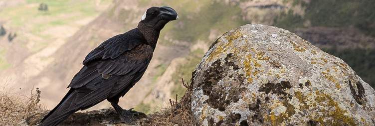 Simien Mountains – Trekking & Wildlife Wonders