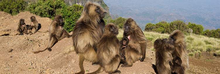 Geech – Ambaras – Gondar- Addis Ababa