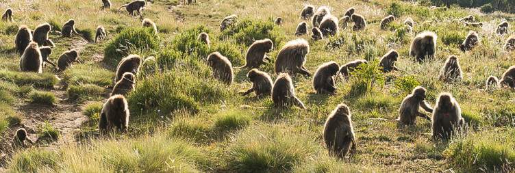 Fly to Gondar – Drive to Simien Mountains