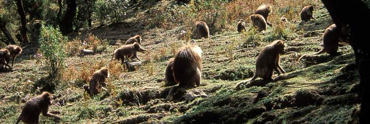 Drive to Simien Mountains National Park