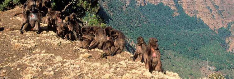 Simien Mountains National Park