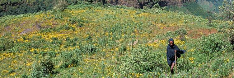 Trekking in Simien Mountains from Sankaber to Jinbar Waterfall and Chenek
