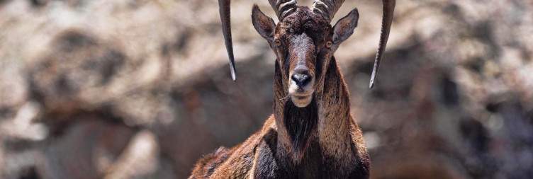 Simien Mountains Exploration & Return to Gondar
