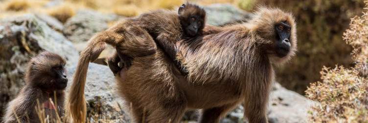 Drive to Simien Mountains National Park – Trek & Wildlife
