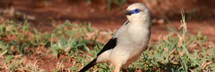 Bale Mountains to Yabello Arid Savannah Birds and Wildlife