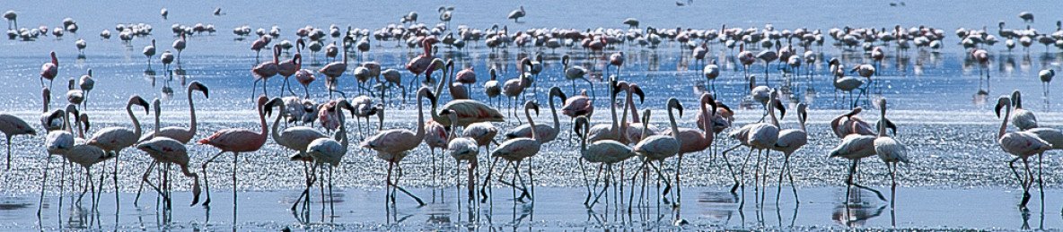 12-Day Ethiopia Wildlife and Birding Safari Journey
