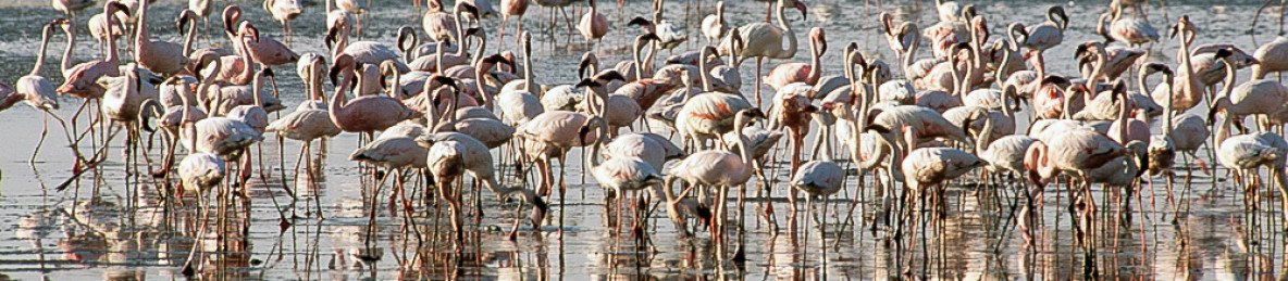 2-Day Abijatta-Shalla National Park& Lake Langano Escape