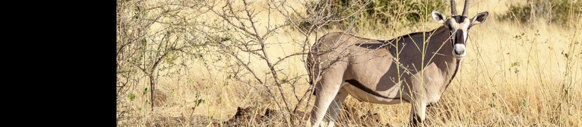 3-Day Wild Wonders and Nature, Awash National Park Tour
