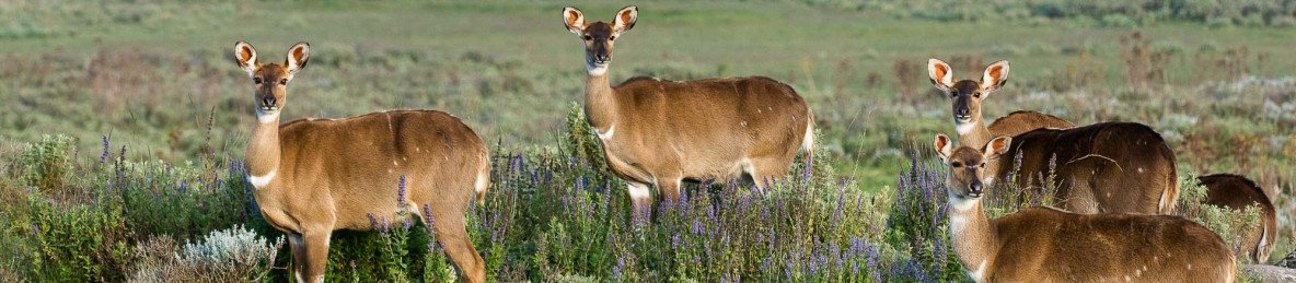 10-Day Discover Simien Mountain and Bale Mountain Tour