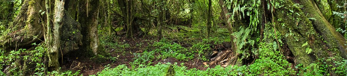 4-Day Bale Mountain National Park Trekking