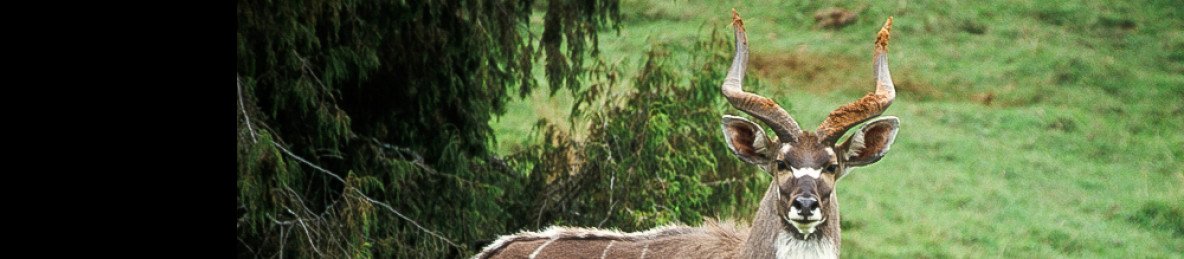 5-Day Photograph Journey in Bale Mountain Safari Tour