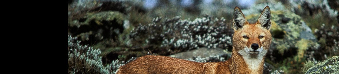 3-Day Trekking Ethiopian Wolf in Bale Mountains Safari