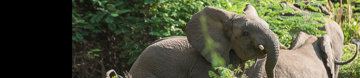 4-Day Chebera Churchura National Park Safari Adventure