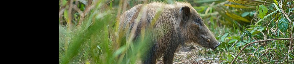 4-Day Chebera Churchura Wildlife Safari Expedition