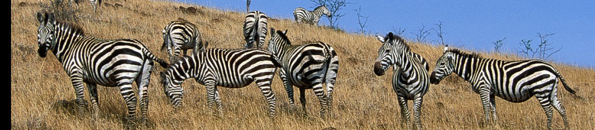 4-Day Lake Chamo and Nechisar National Park