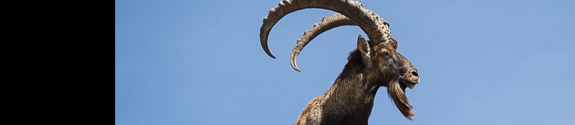 10-Day Highlands of Ethiopia Simien & Bale Mountains Tour