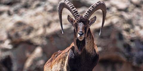 Budget camping Inside Simien Mountains NP – All Meals Included