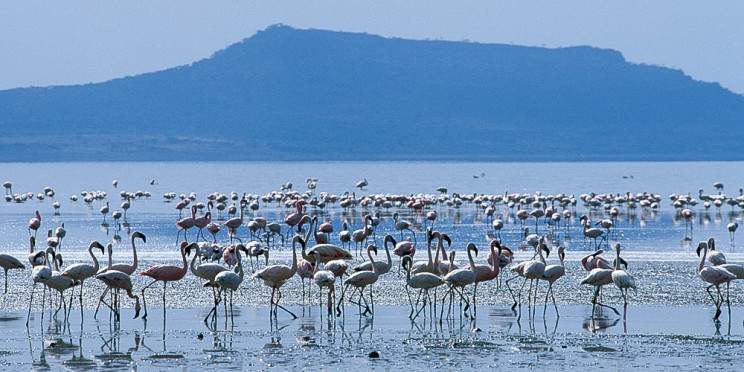 12-Day Ethiopia Wildlife and Birding Safari Journey