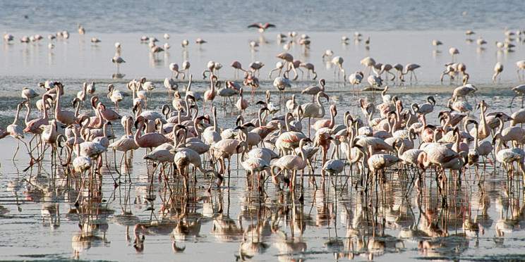 2-Day Abijatta-Shalla National Park& Lake Langano Escape