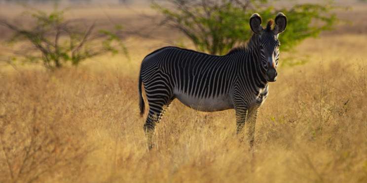 11-Day Explore Ethiopia Unique Wildlife Safari Tour