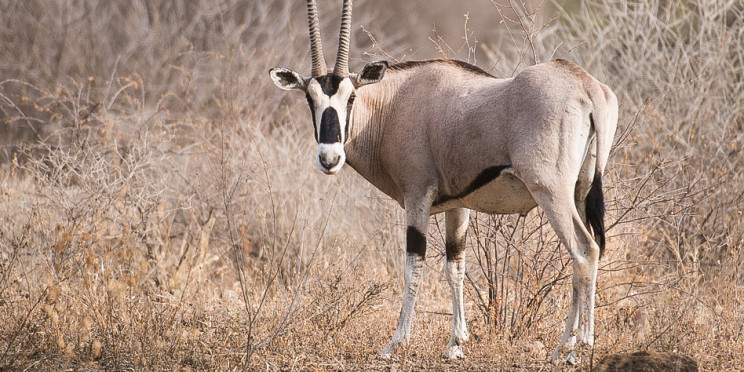 6-Day Discover Eastern Ethiopia Nature & Culture Tour