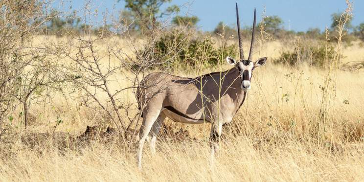 3-Day Wild Wonders and Nature, Awash National Park Tour