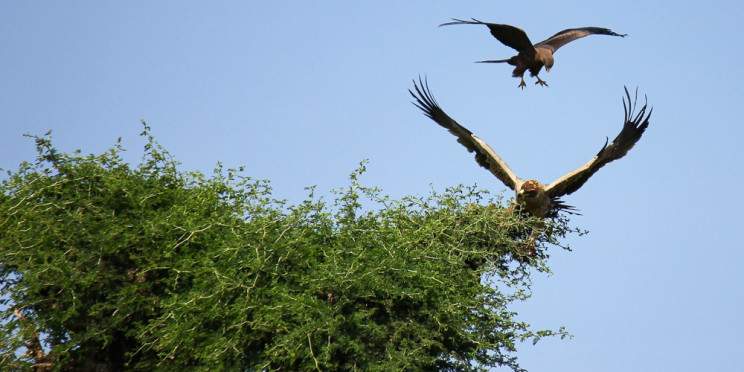 1-Day Awash National Park Full Daytrip