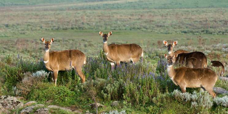 10-Day Discover Simien Mountain and Bale Mountain Tour