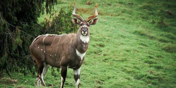5-Day Photograph Journey in Bale Mountain Safari Tour
