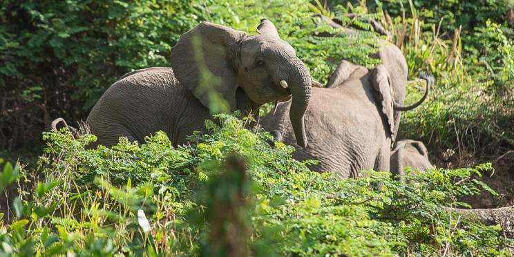 4-Day Chebera Churchura National Park Safari Adventure