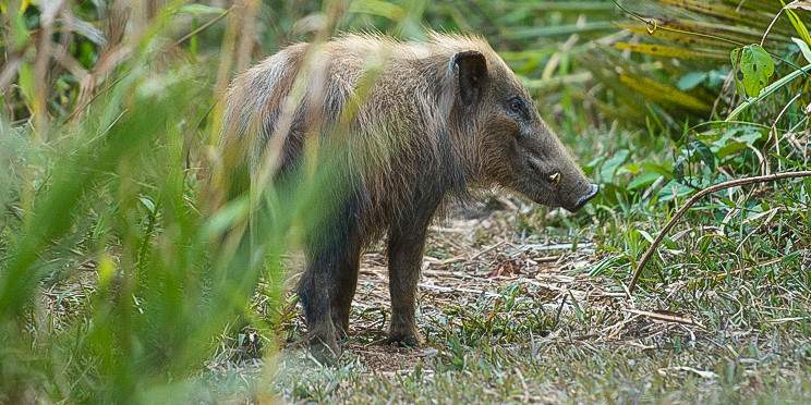 4-Day Chebera Churchura Wildlife Safari Expedition