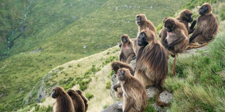 8-Day Bahirdar, Gondar Castle, Simien NP and Lalibela