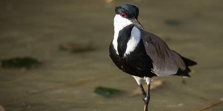 14-Day Ethiopian Birdwatching and Photograph Tour