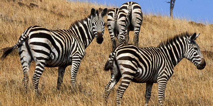 12-Day Omo Vallye, Bale Mountain, Including Nech Sar Park